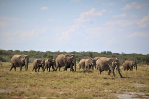 Etosha  - 238