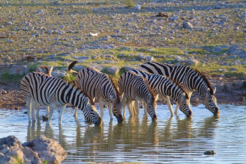 Etosha  - 238