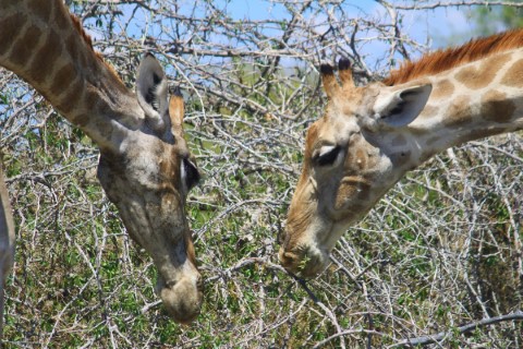 Etosha