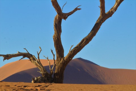 Namib Naukluft Park  - 242