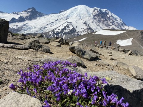 Mount Rainier National Park - 1341