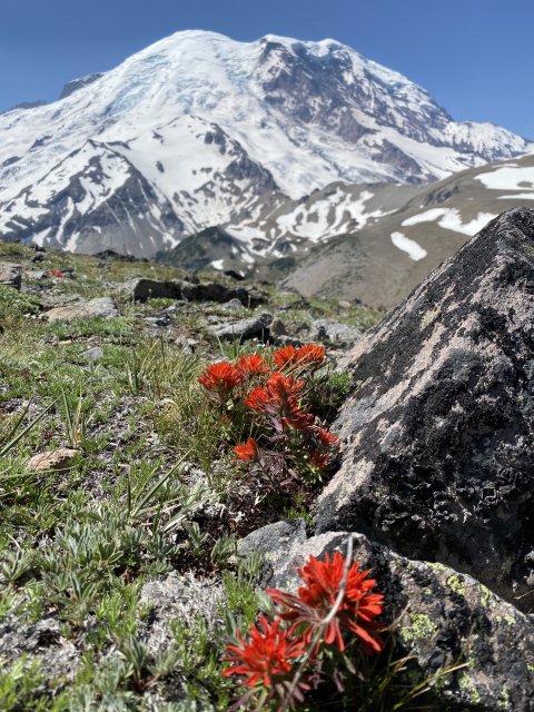 Mount Rainier National Park - 1341
