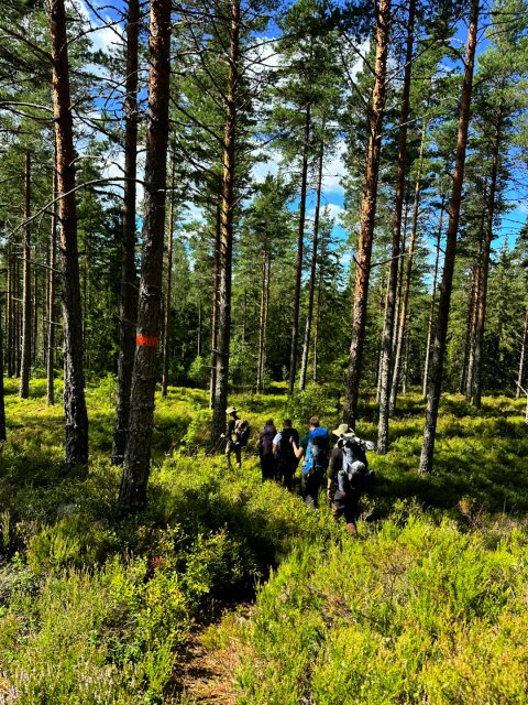 The Hammock Trail Sweden - 1392
