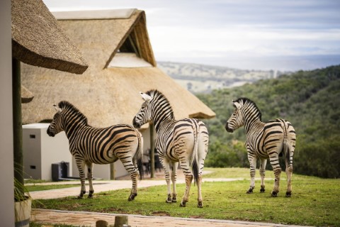 Jbay Zebra Lodge - 149