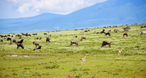 Domus Aurea Safari Company Limited - 1186