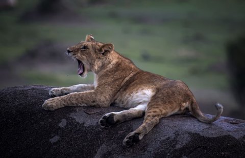 Passionate Guides Tanzania - 1156