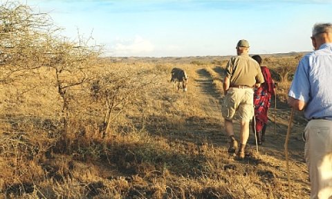 Domus Aurea Safari Company Limited - 1186