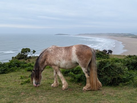 The Gower Guided Tour - Mumbles, Three Cliffs And Worms Head - 1304