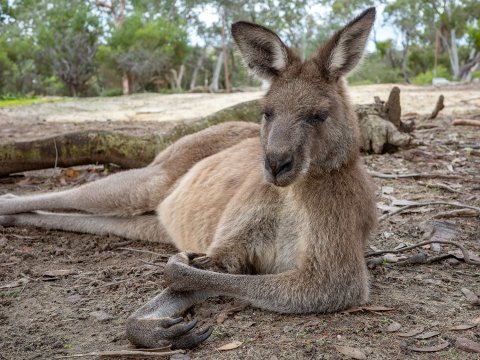 Walkabout Wildlife Park - 1241