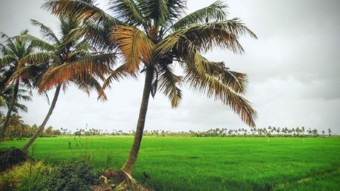 Kerala Backwaters - 132
