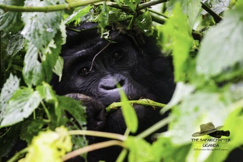 BWINDI IMPENETRABLE FOREST