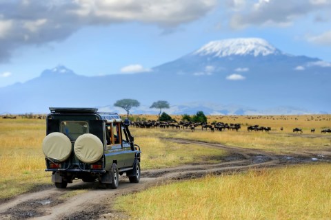 Amara Safari | Luxury African Safaris | Tanzania Tours - 288