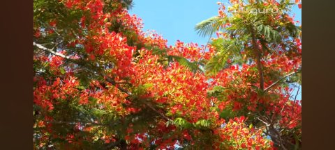 Costa Rica In A Minute - 1161