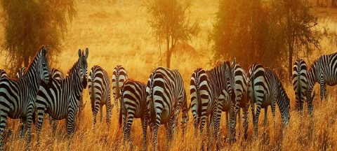 Alaitol Safari - 294