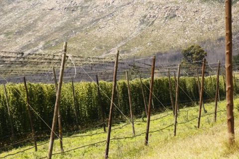 Old 4x4 Montagu Pass And Wine Tasting - 249