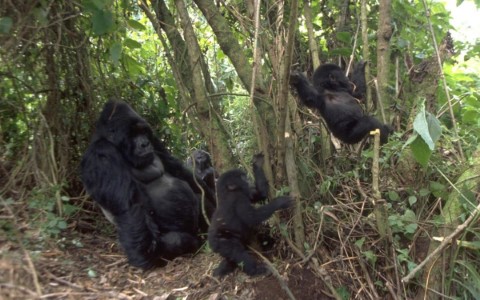 Murchison Falls National Park - 135