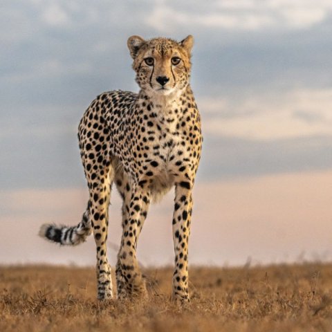 Gowitos Safaris