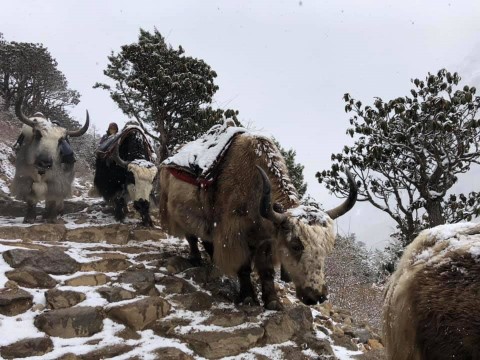 Everest Base Camp Trek  14 Days - 116