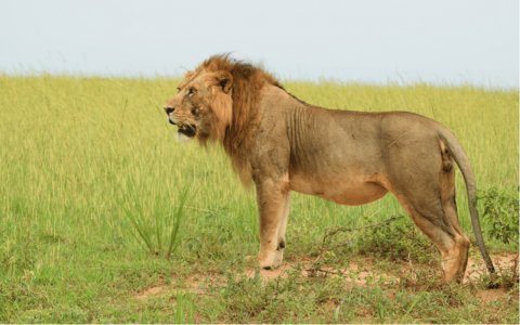 Queen Elizabeth National Park - 1266