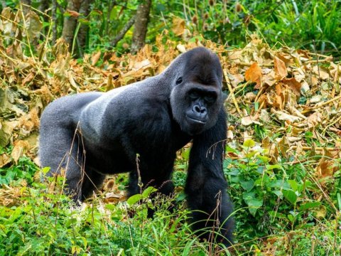 Bwindi Impenetrable National Park Uganda - 1267