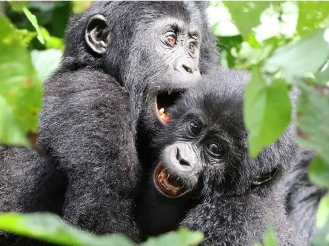 Bwindi Impenetrable National Park Uganda - 1267