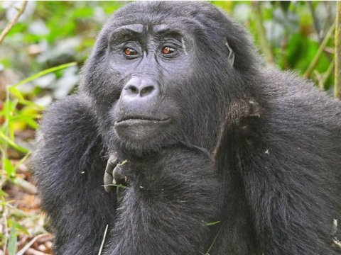 Bwindi Impenetrable National Park Uganda - 1267