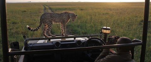 Alaitol Safari - 294