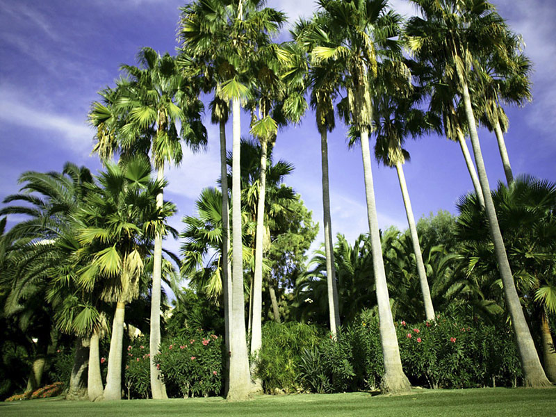 Don Carlos Leisure Resort & Spa - 528