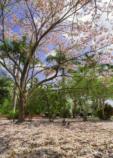 Hacienda San Jose, A Luxury Collection Hotel - 544