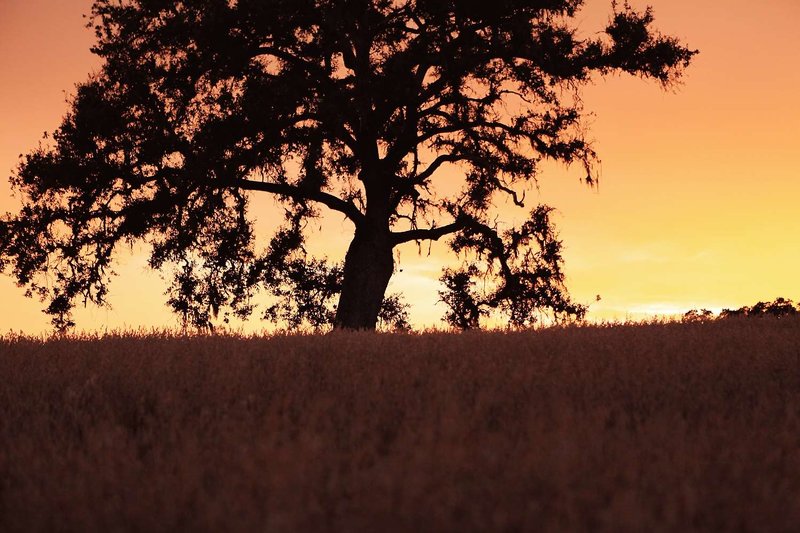 La Bellasera Hotel And Suites - 958