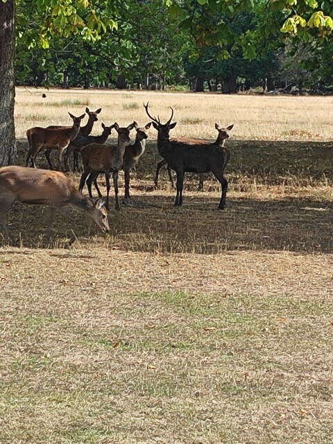 The Long Walk At Windsor Great Park - 1417