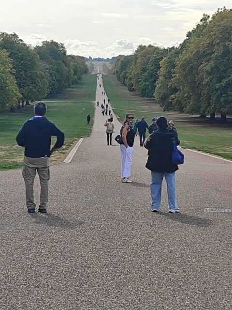 The Long Walk At Windsor Great Park - 1417