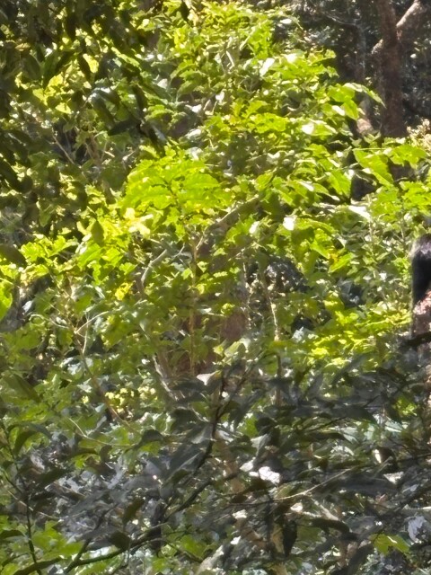 Periyer Tiger Reserve - 1422