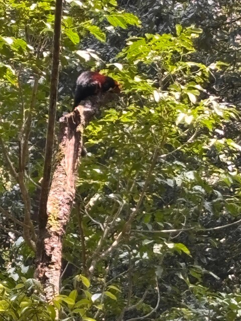 Periyer Tiger Reserve - 1422