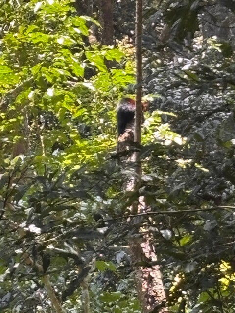 Periyer Tiger Reserve - 1422