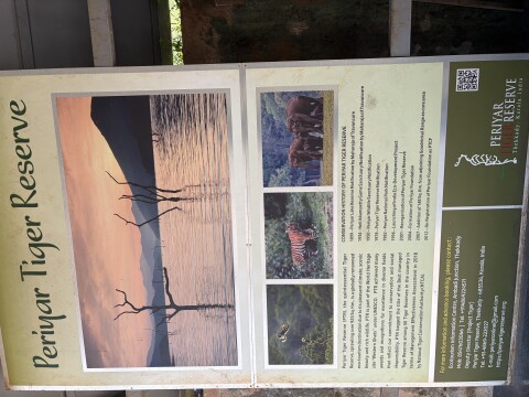 Periyer Tiger Reserve - 1422