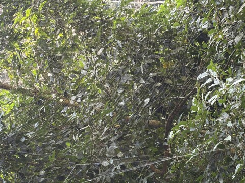 Periyer Tiger Reserve - 1422