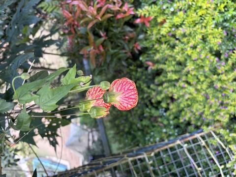 Munnar Botanical Garden - 1423