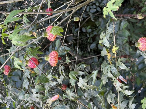 Munnar Botanical Garden - 1423