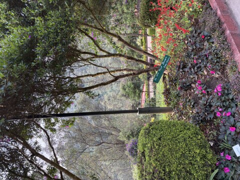 Munnar Botanical Garden - 1423