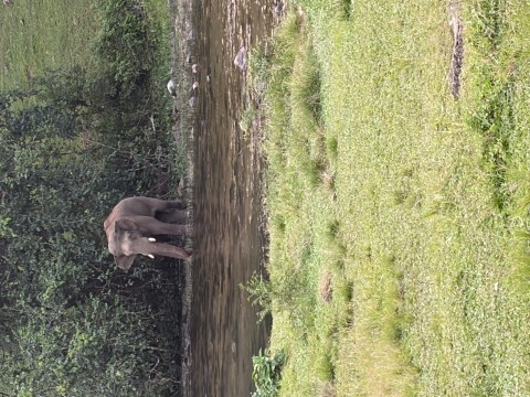 Anakulam Jeep Safari With Waterfall And Elephant - 1424