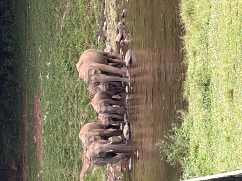 Anakulam Jeep Safari With Waterfall And Elephant - 1424