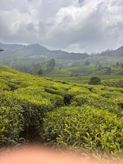 Anakulam Jeep Safari With Waterfall And Elephant - 1424