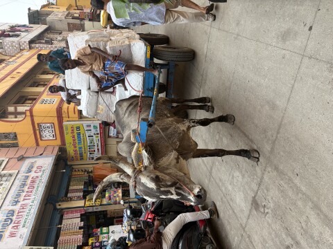 Chennais Ultimate Market Hub - 1428