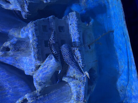 Lokaranjan Aqua World - 1429