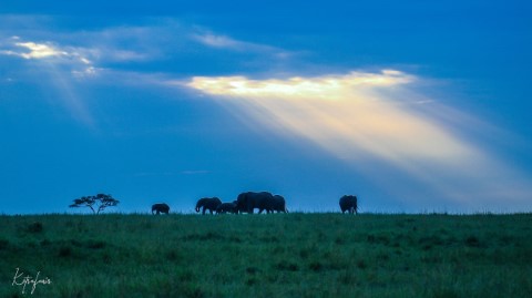 Masai Mara National Park - 200