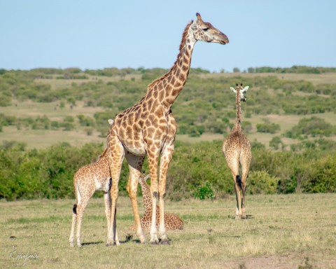 Masai Mara National Park