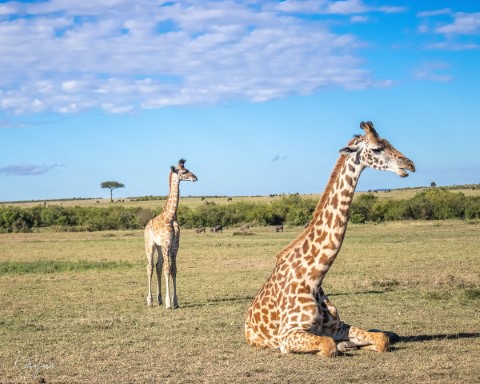 Masai Mara National Park - 200