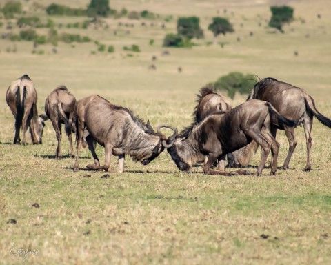 Masai Mara National Park - 200