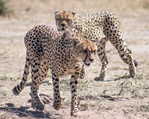 Masai Mara National Park - 200